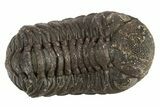 Detailed Austerops Trilobite - Mostly Removed From Rock #311194-2